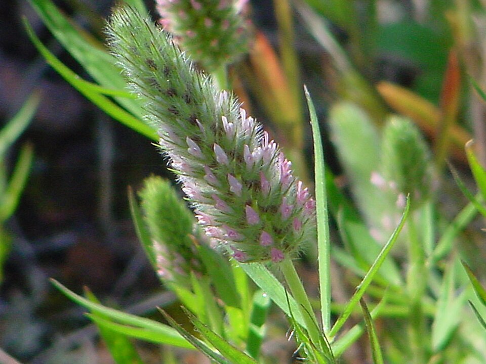 Trifolium angustifolium (Narrow-leaved clover) (alternate view 6)