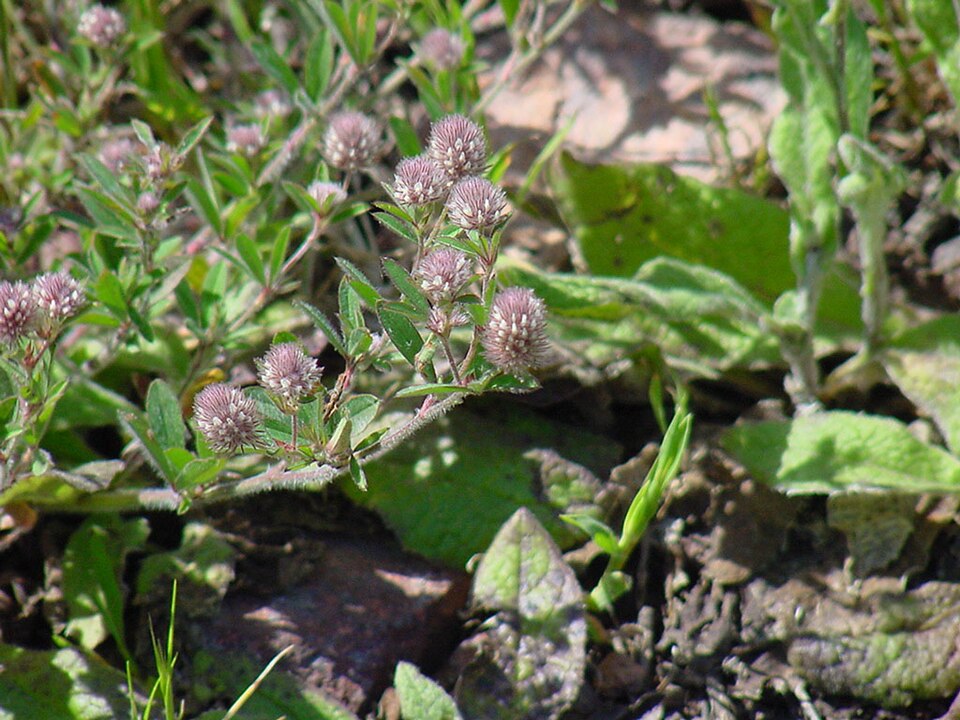 Trifolium arvense (rabbitfoot clover)