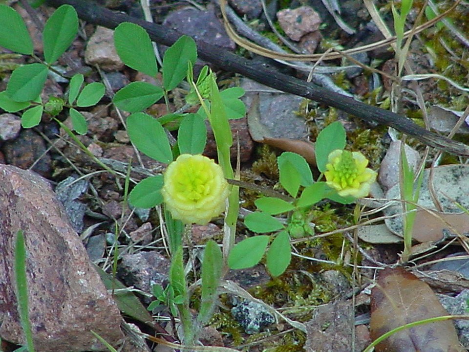 Trifolium campestre (hop trefoil)