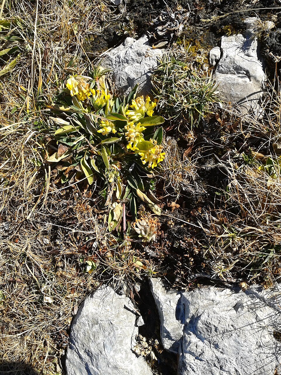 Anthyllis vulneraria (Common Kidney-Vetch)