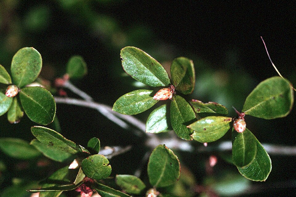 Rhododendron viscosum (swamp azalea) (alternate view 2)