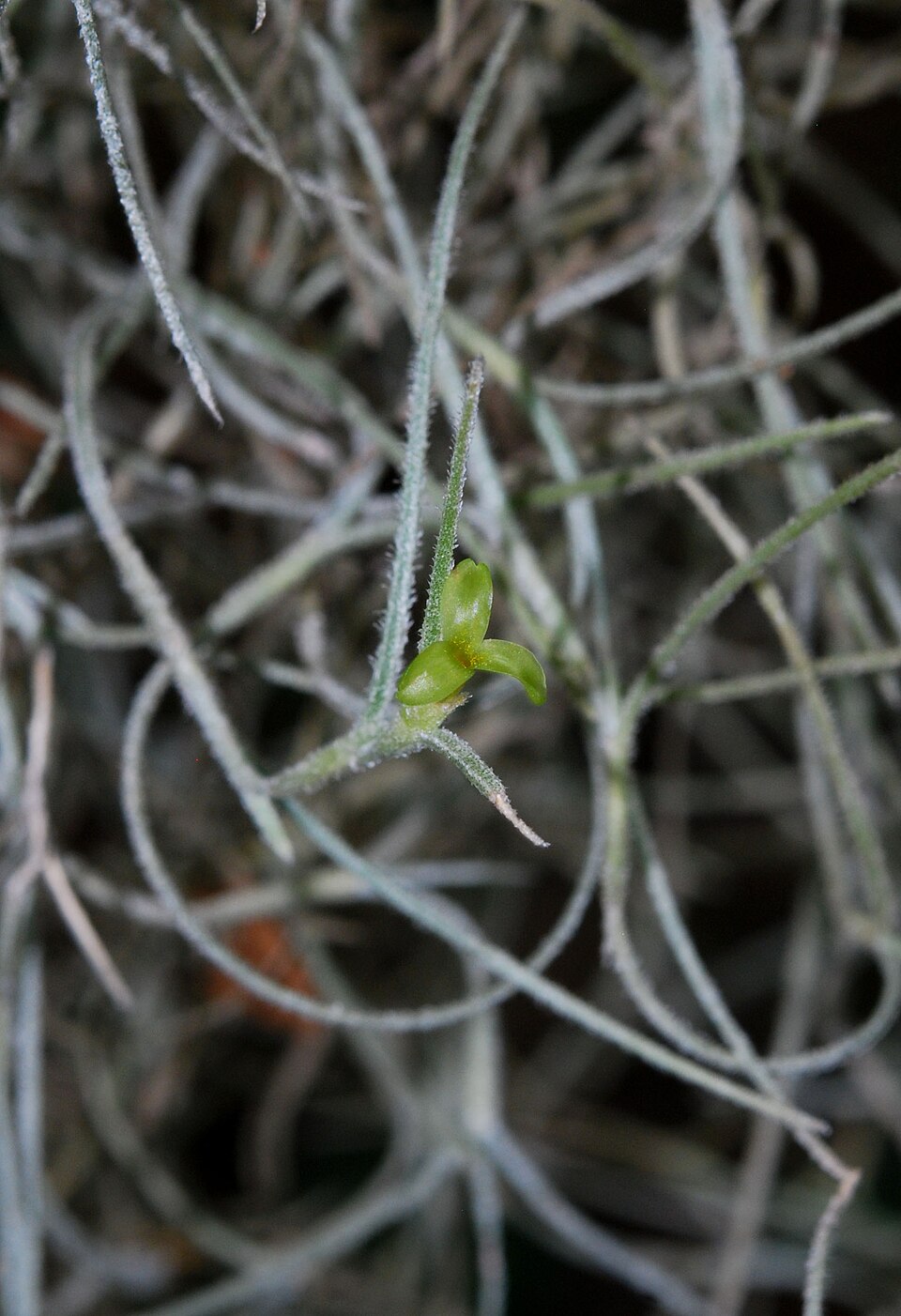 Tillandsia usneoides (Spanish moss)
