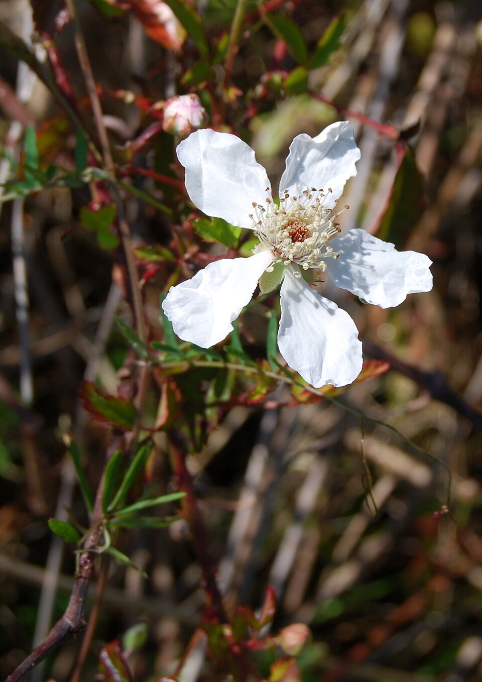 Rubus trivialis (southern dewberry)