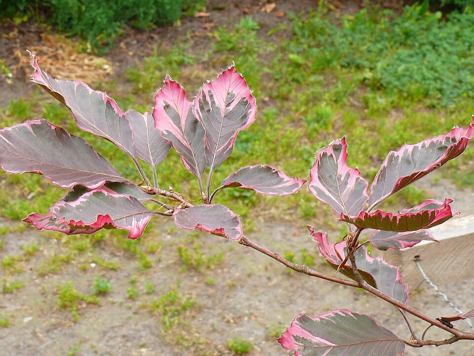 Fagus sylvatica 'Purpurea Tricolor' (Tricolor Beech)