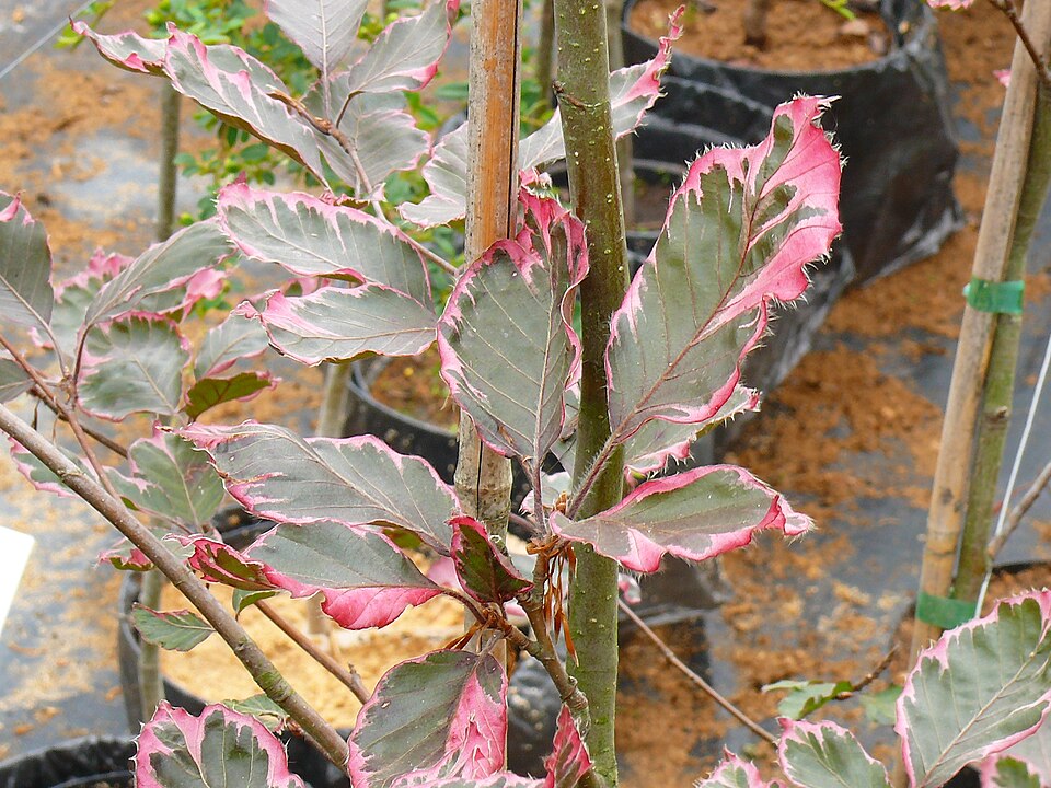 Fagus sylvatica 'Purpurea Tricolor' (Tricolor Beech) (alternate view 2)