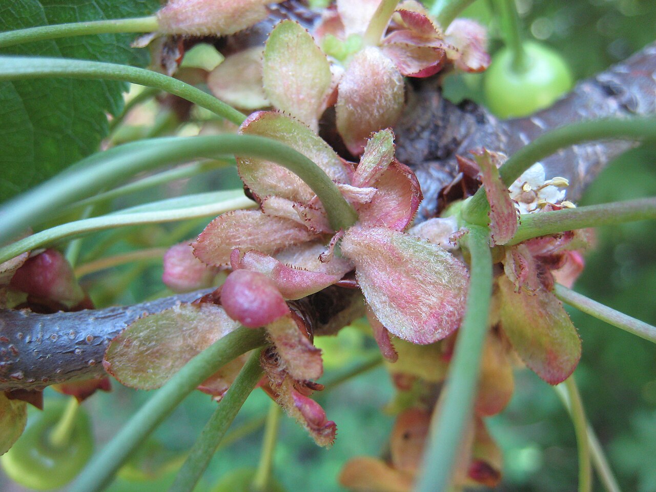 Prunus avium, Wild cherry — upright deciduous (Rosaceae) (image 1 of 9)