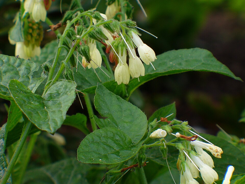 Symphytum grandiflorum (Creeping Comfrey)