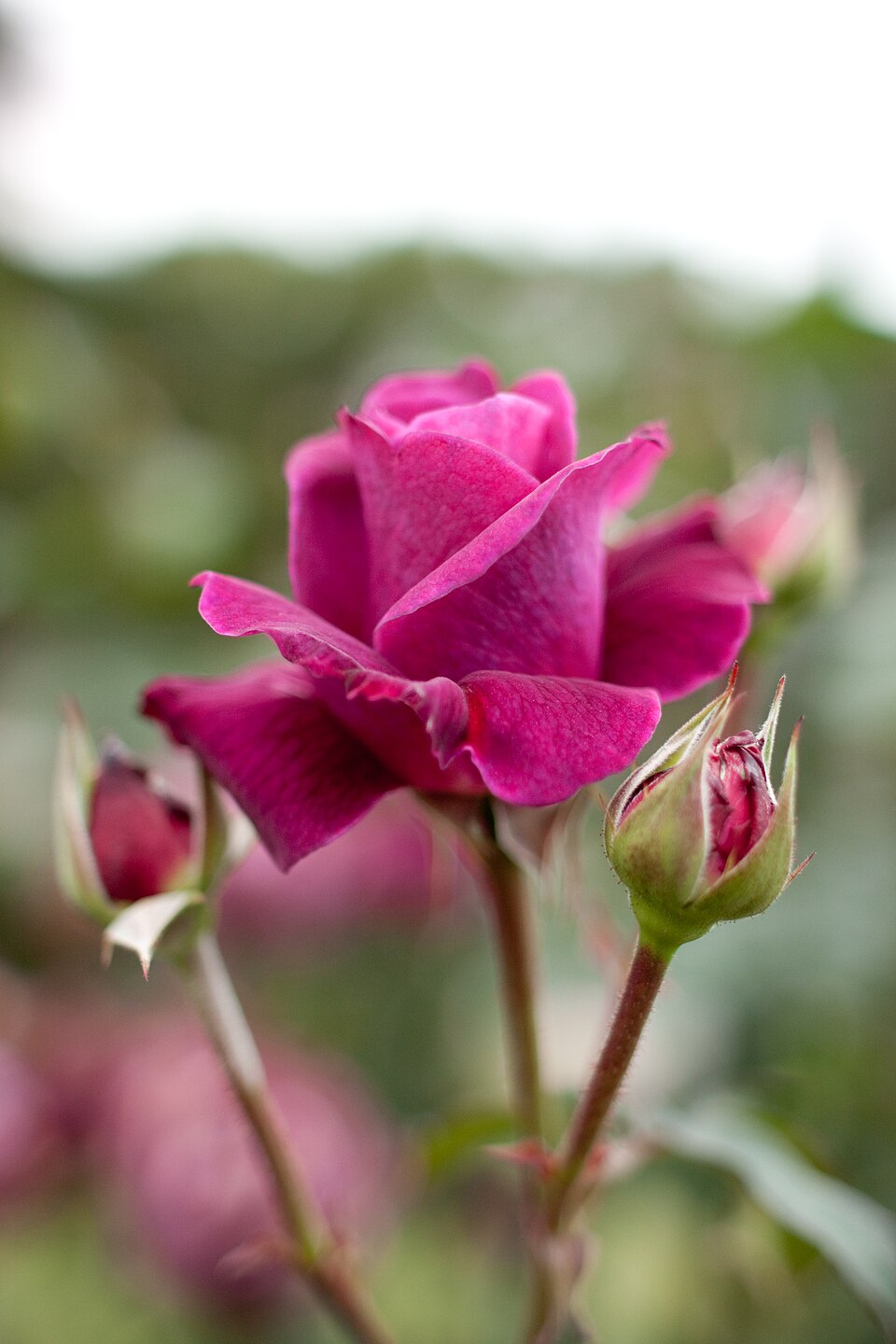 Rosa 'Intrigue' (Intrigue Rose) (alternate view 2)