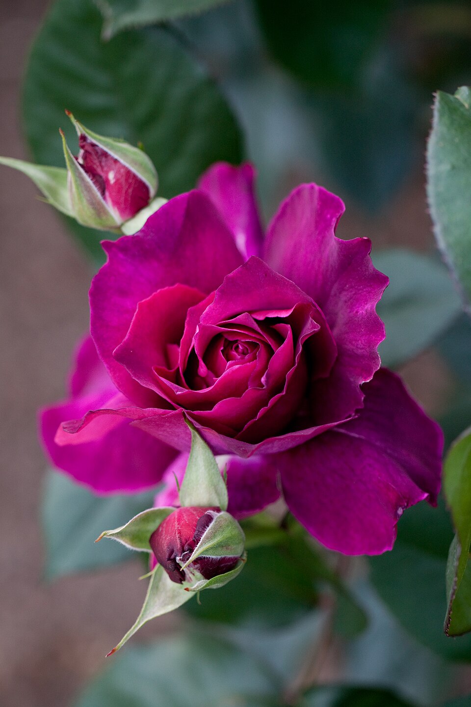 Rosa 'Intrigue' (Intrigue Rose) (alternate view 3)