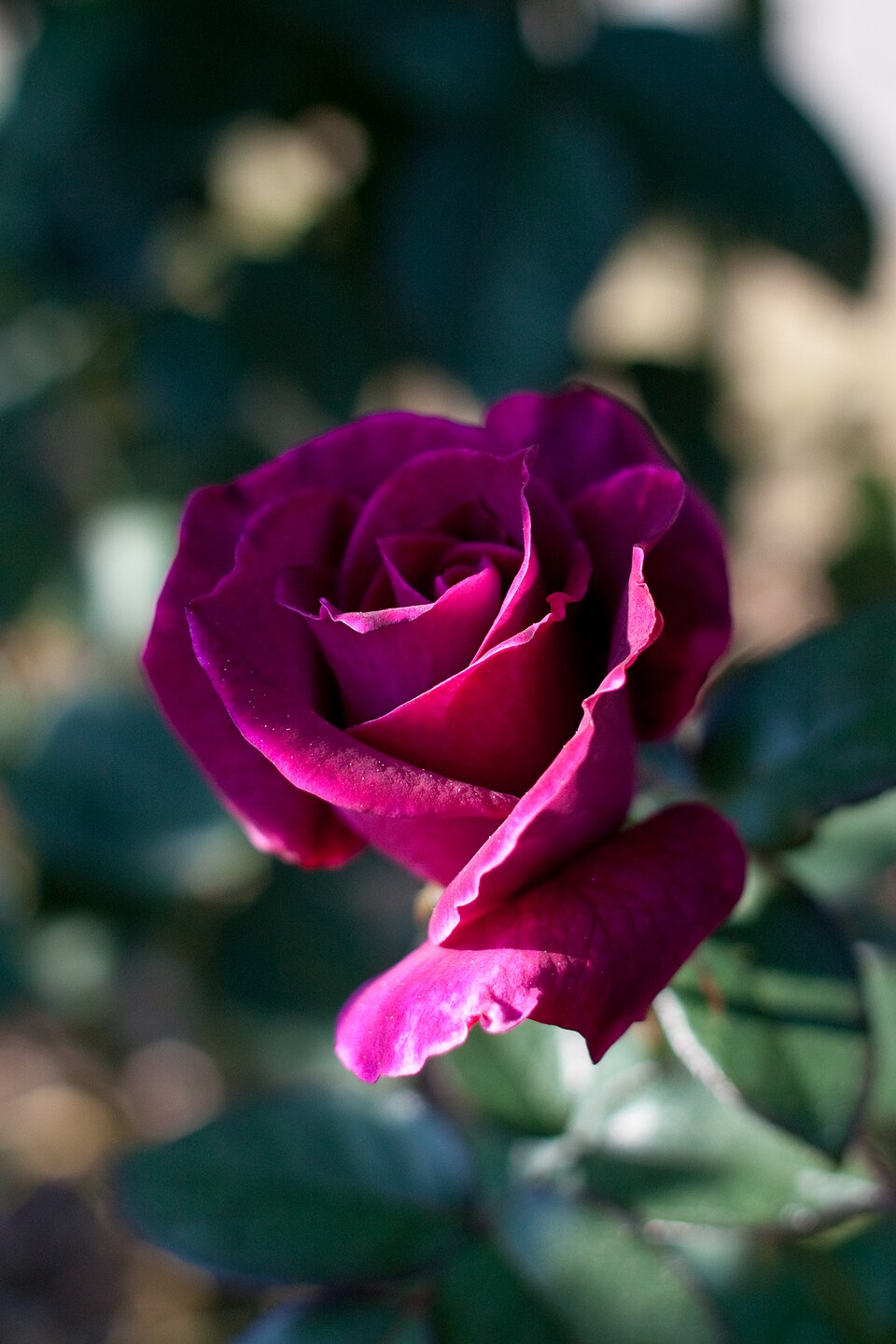 Rosa 'Intrigue' (Intrigue Rose) (alternate view 4)