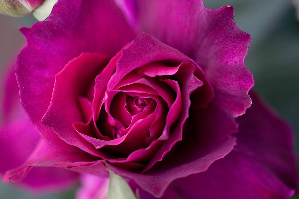 Rosa 'Intrigue' (Intrigue Rose) (alternate view 5)