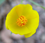Dendromecon rigida (Bush Poppy) (alternate view 6)