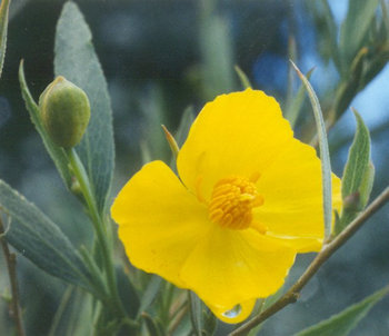 Dendromecon rigida (Bush Poppy) (alternate view 7)