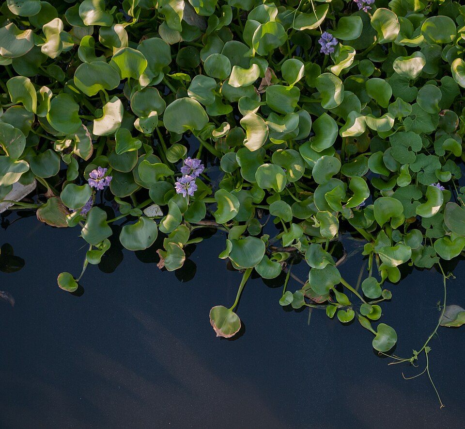 Pontederia crassipes (common water hyacinth)