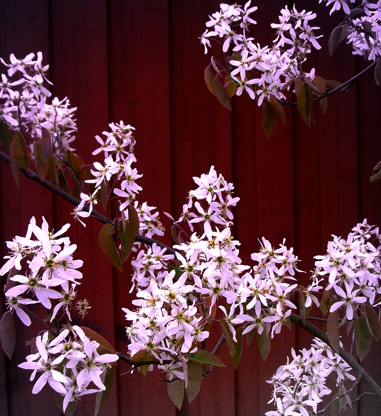 Amelanchier canadensis, Shadblow serviceberry — upright deciduous (Rosaceae) (image 3 of 10)