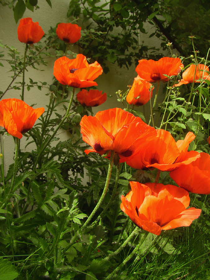 Papaver orientale (Oriental poppy) (alternate view 9)