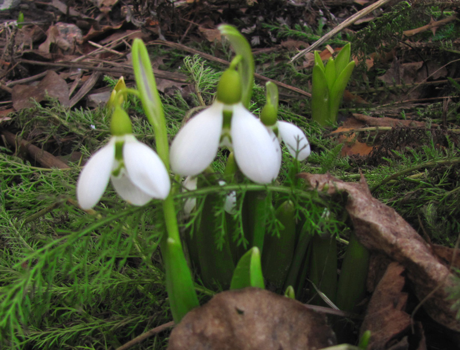 Galanthus elwesii (Giant Snowdrop) (alternate view 9)