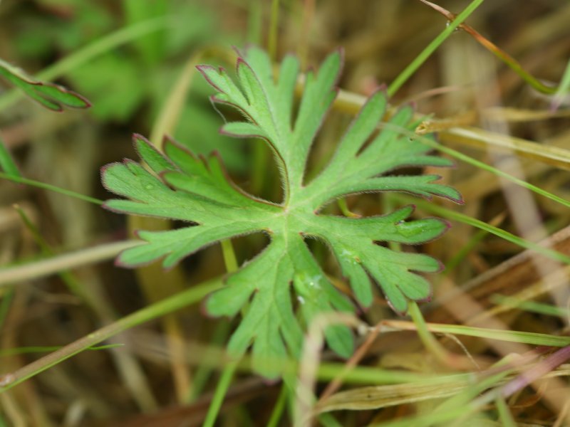 Geranium dissectum (Cut-leaved crane's-bill)
