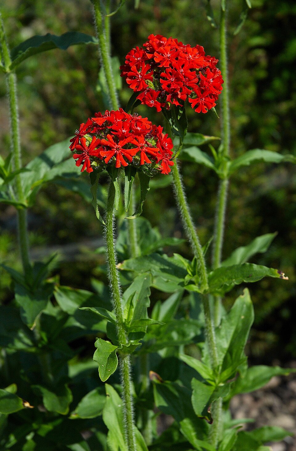 Lychnis chalcedonica (Maltese cross) (alternate view 6)