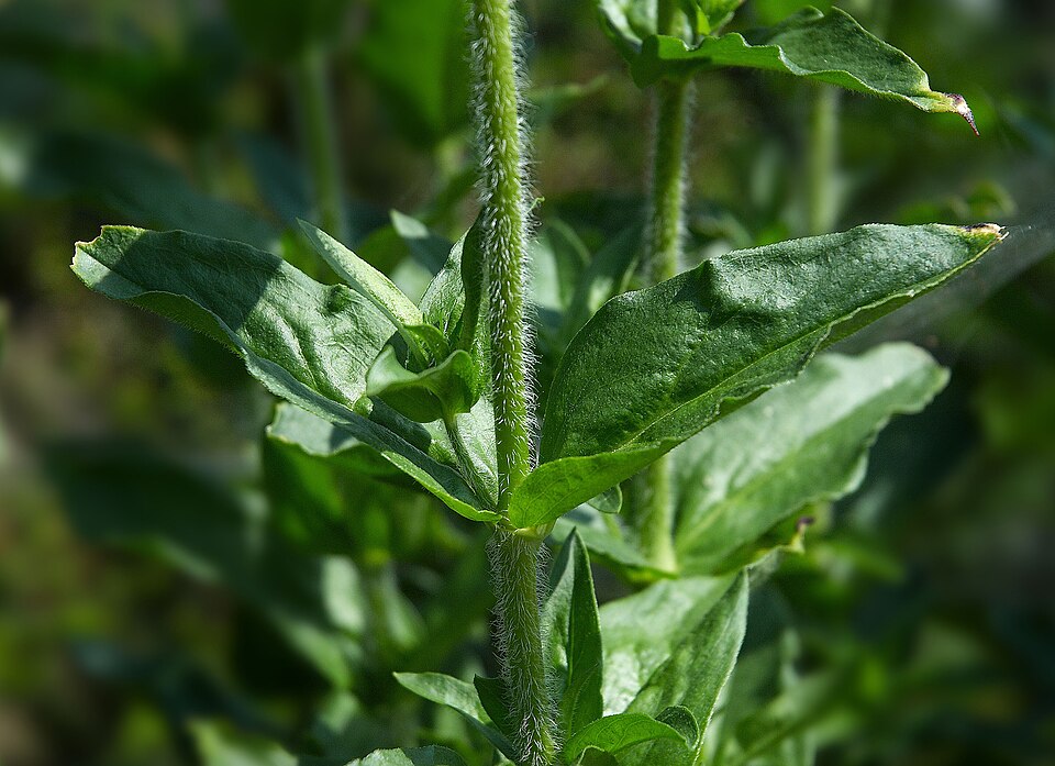 Lychnis chalcedonica (Maltese cross) (alternate view 7)