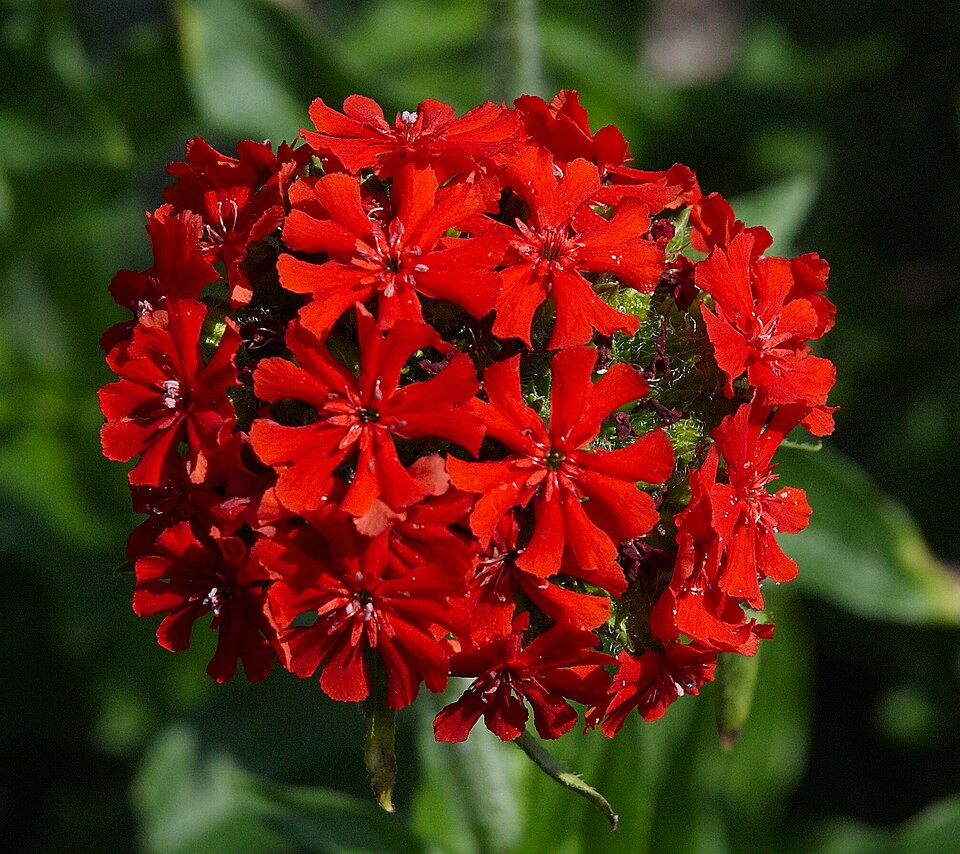 Lychnis chalcedonica (Maltese cross) (alternate view 8)
