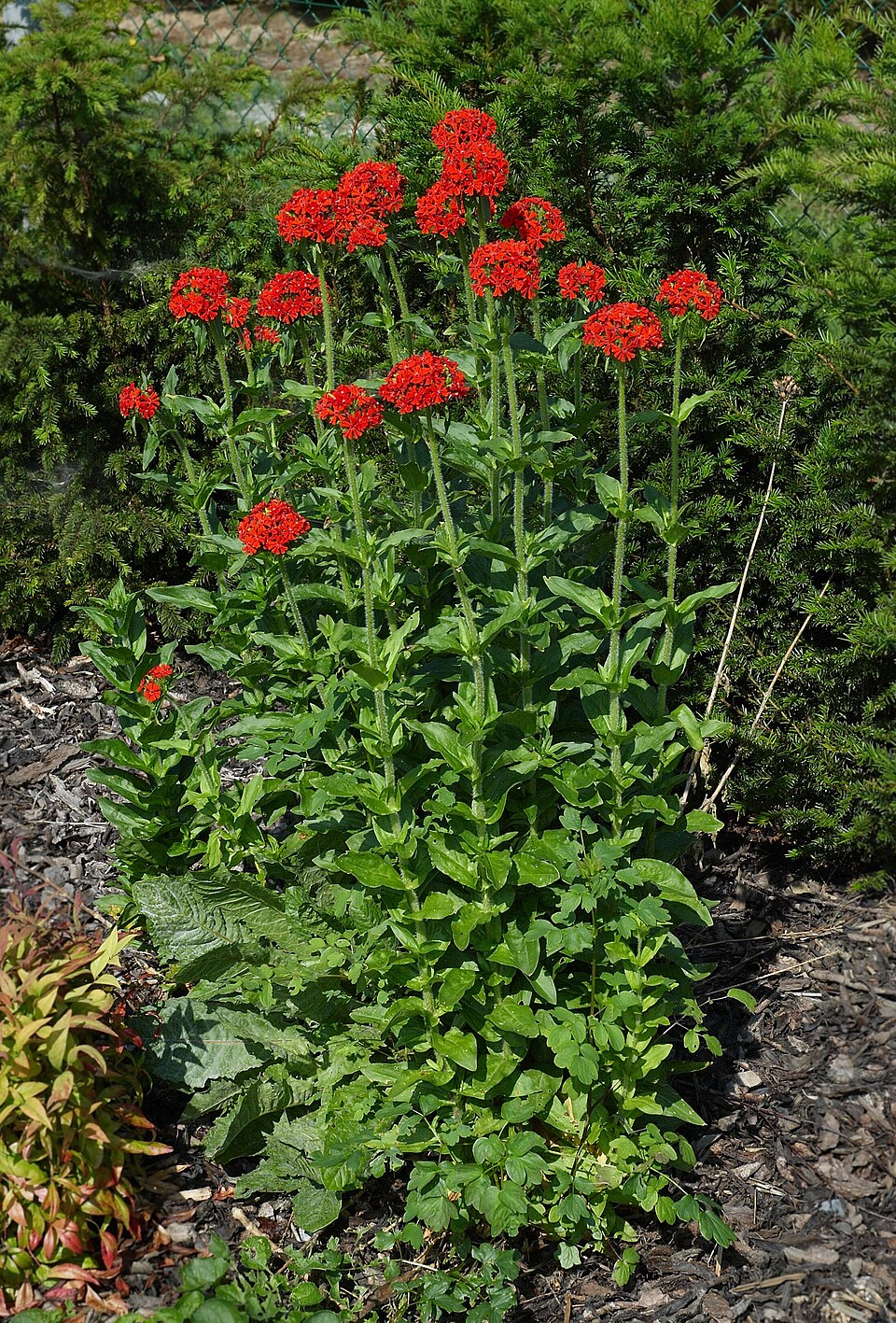 Lychnis chalcedonica (Maltese cross) (alternate view 9)
