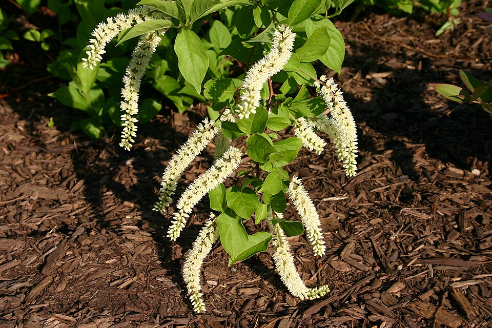 Itea virginica (Virginia sweetspire) (alternate view 6)