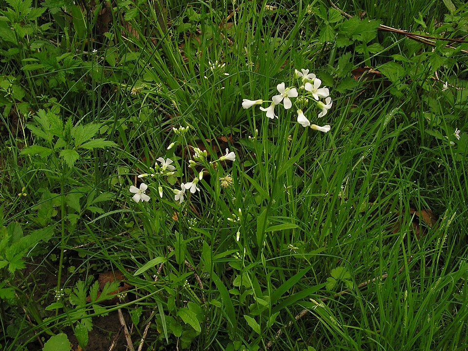 Cardamine bulbosa (bulbous cress) (alternate view 6)