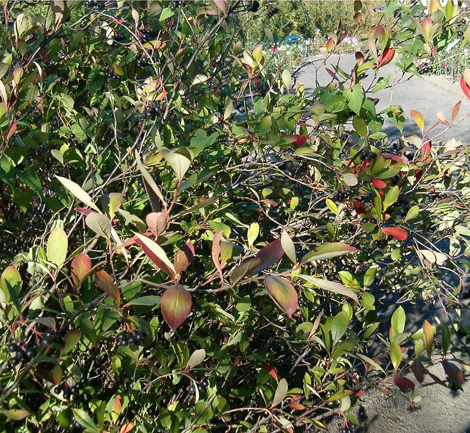 Aronia arbutifolia (red chokeberry) (alternate view 7)