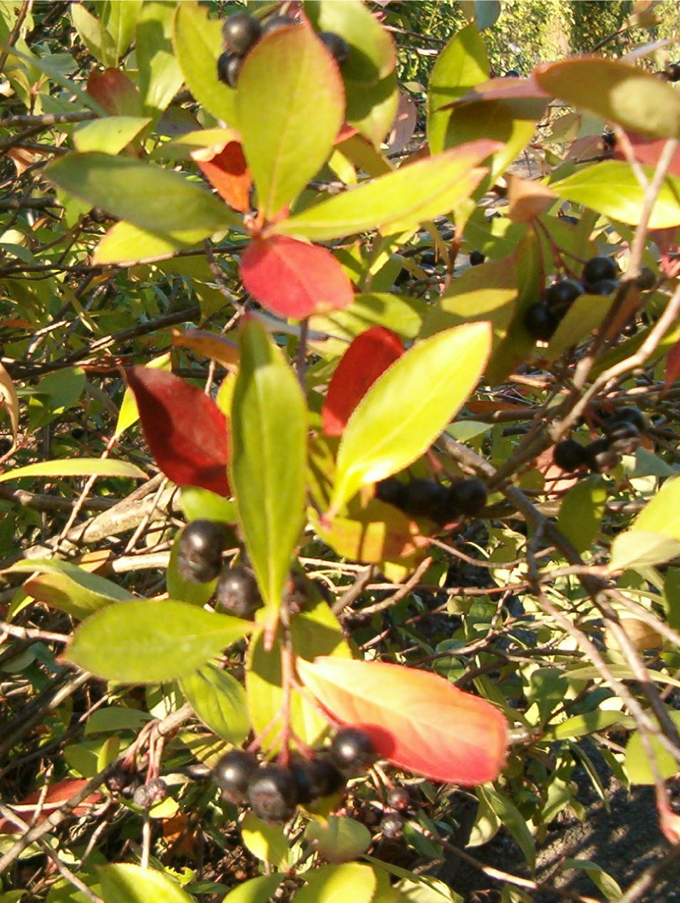 Aronia arbutifolia (red chokeberry) (alternate view 8)