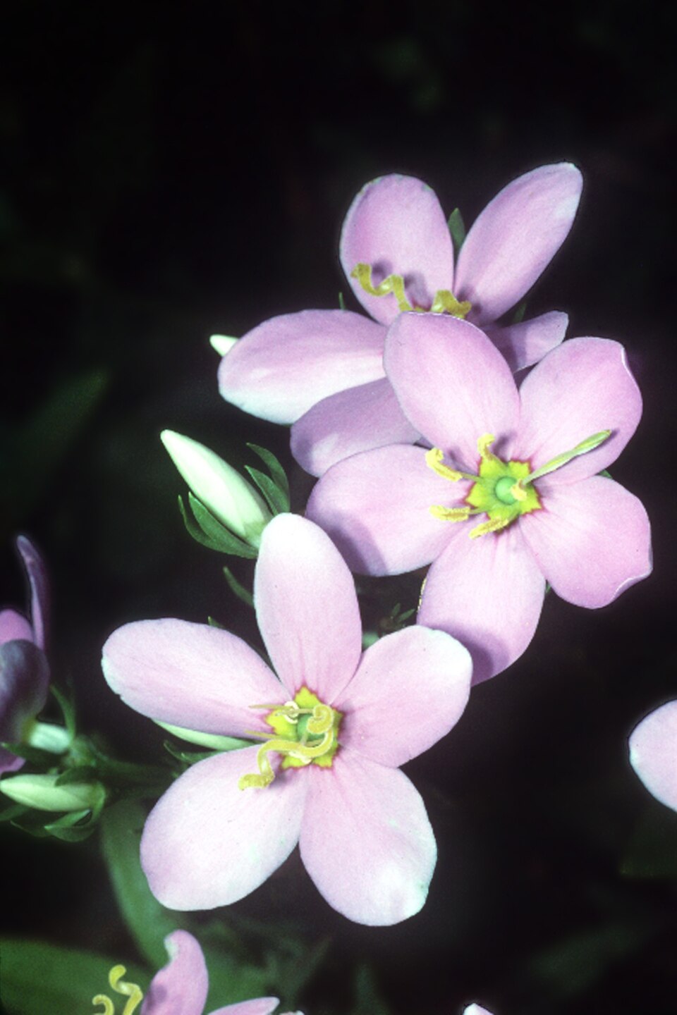 Sabatia angularis (Rosepink) (alternate view 5)