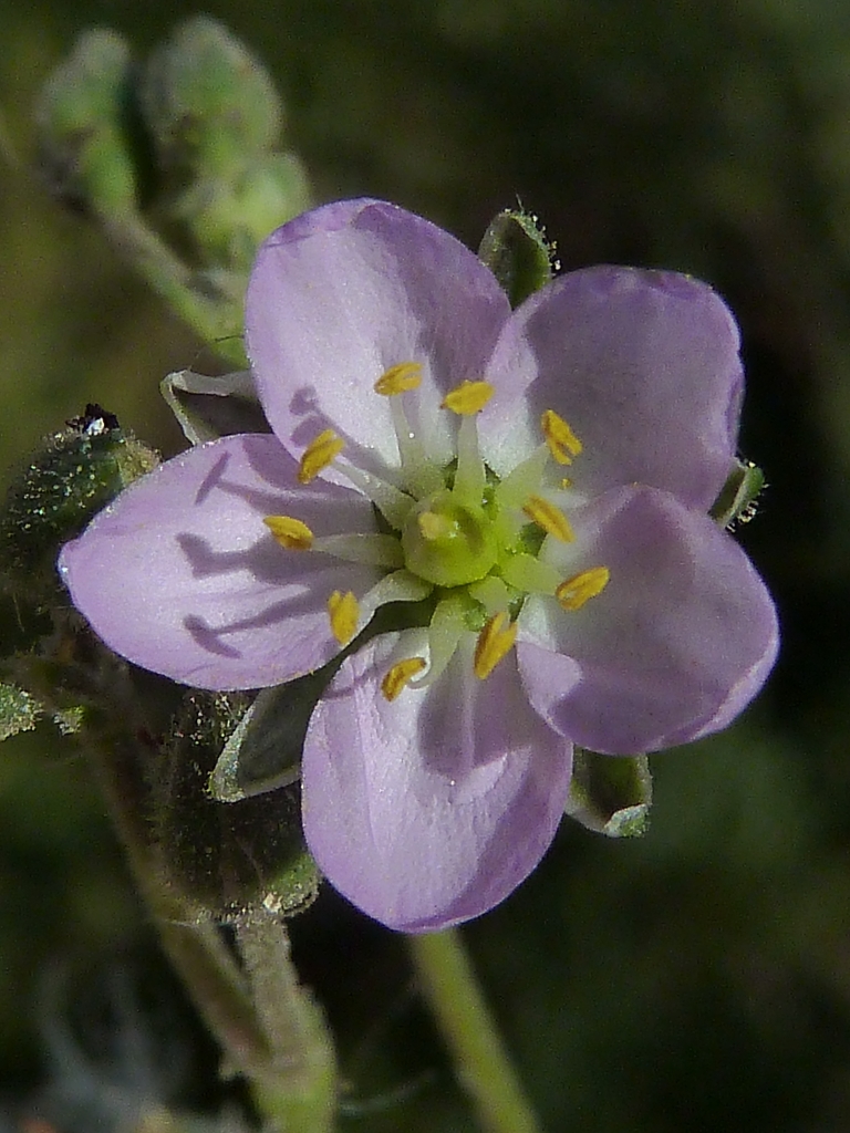 Spergularia media (Greater Sea-spurry)