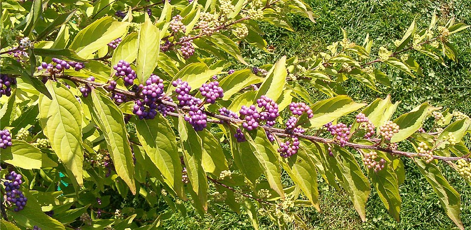 Callicarpa dichotoma (Purple Beautyberry) (alternate view 6)