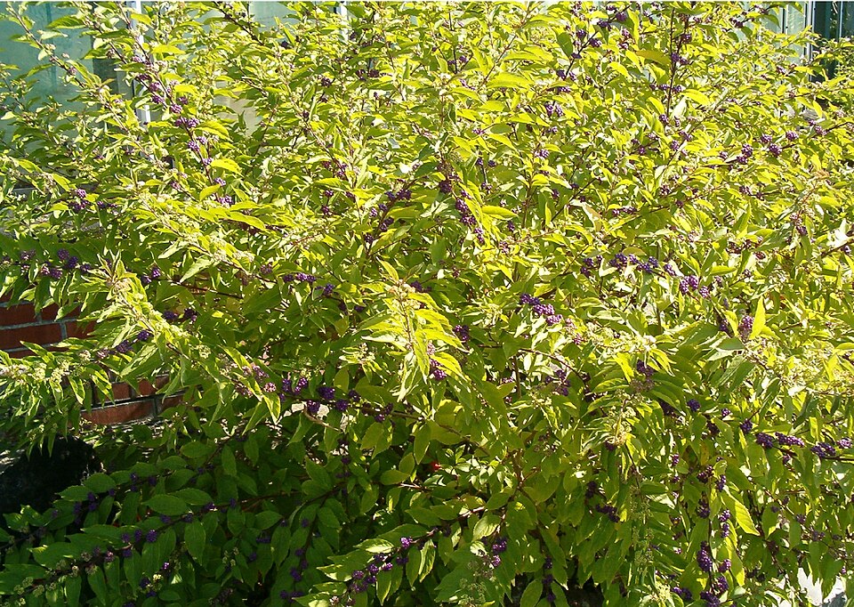 Callicarpa dichotoma (Purple Beautyberry) (alternate view 7)