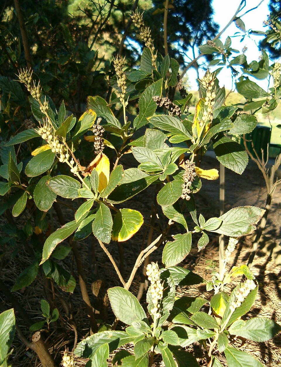 Clethra alnifolia (summersweet, sweet pepperbush) (alternate view 6)