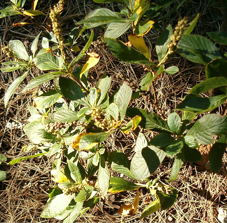 Clethra alnifolia (summersweet, sweet pepperbush) (alternate view 7)