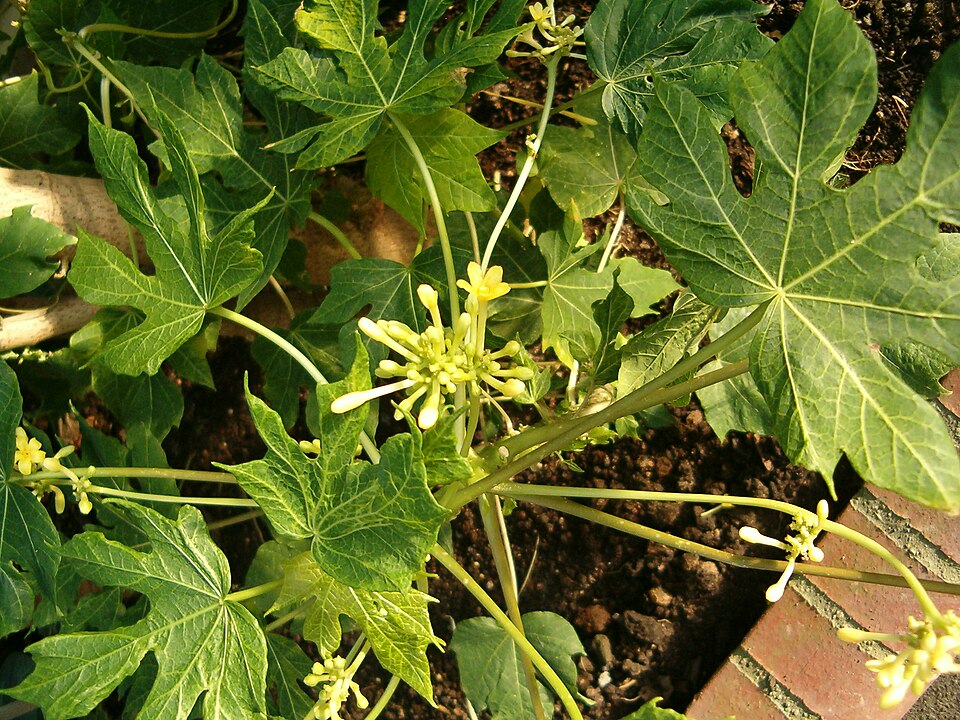 Carica papaya (Papaya) (alternate view 6)
