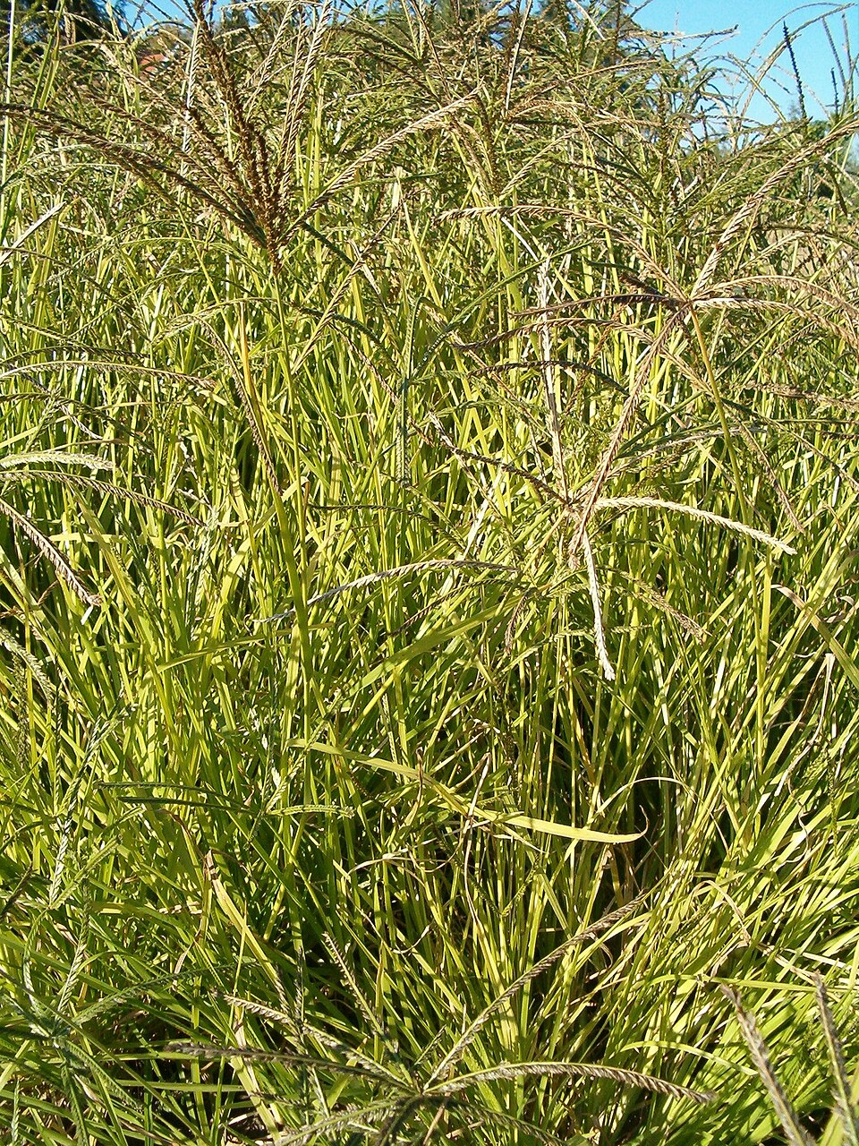 Eleusine indica (Goose Grass) (alternate view 6)