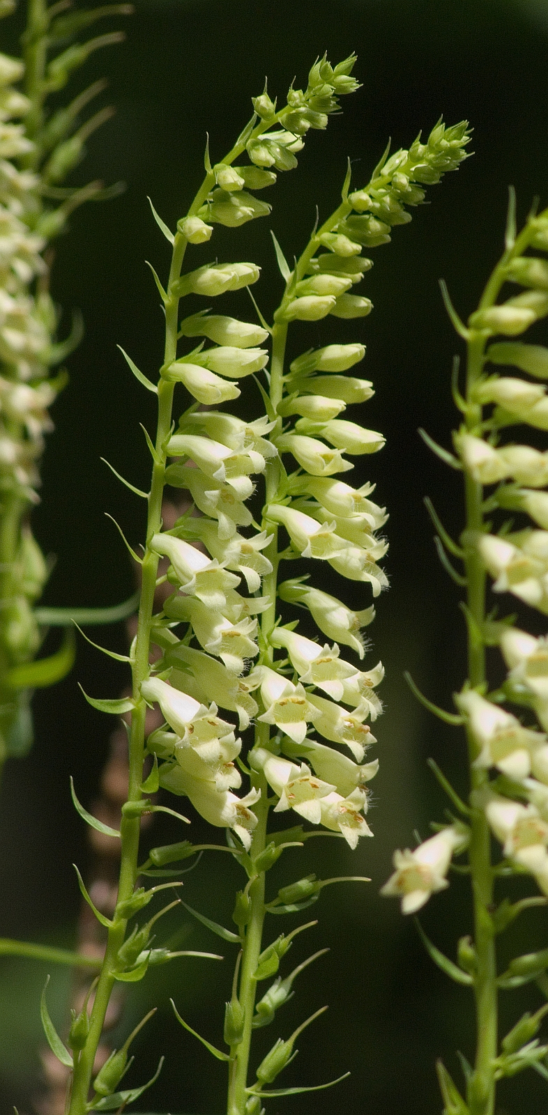 Digitalis lutea (yellow foxglove) (alternate view 10)