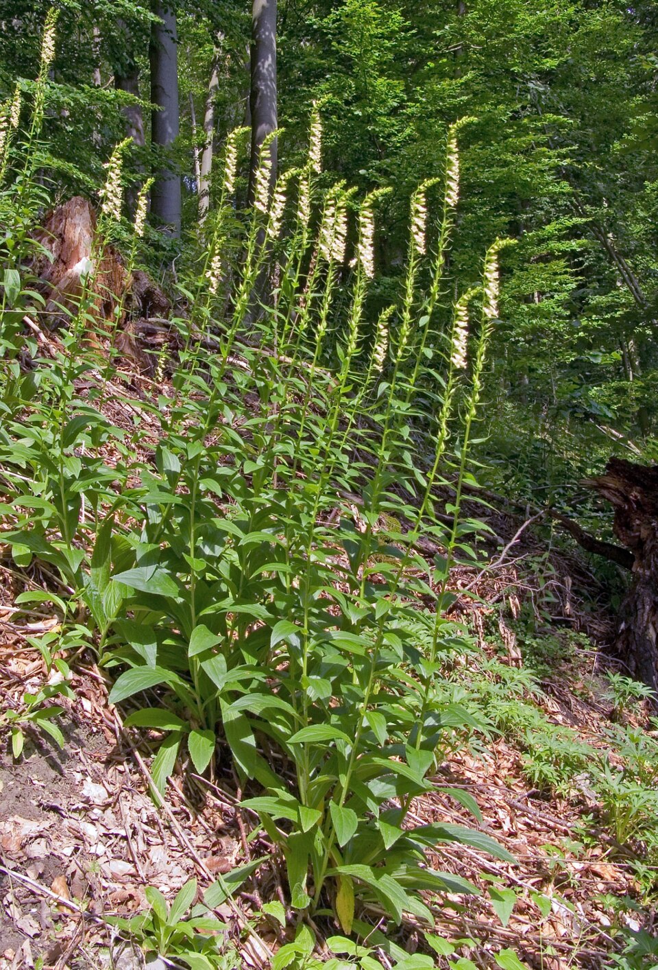 Digitalis lutea (yellow foxglove) (alternate view 11)