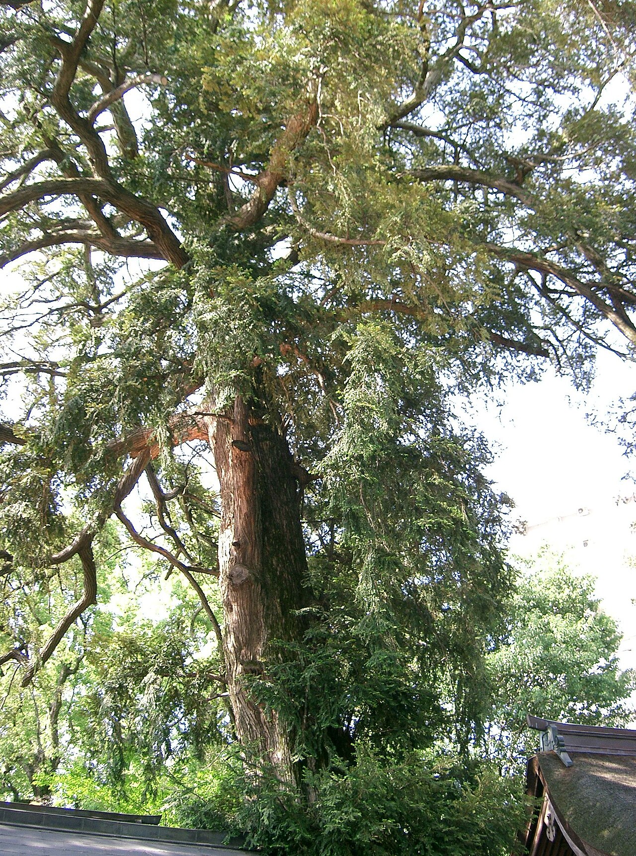 Torreya nucifera, Japanese nutmeg yew — upright evergreen (Taxaceae) (image 2 of 10)