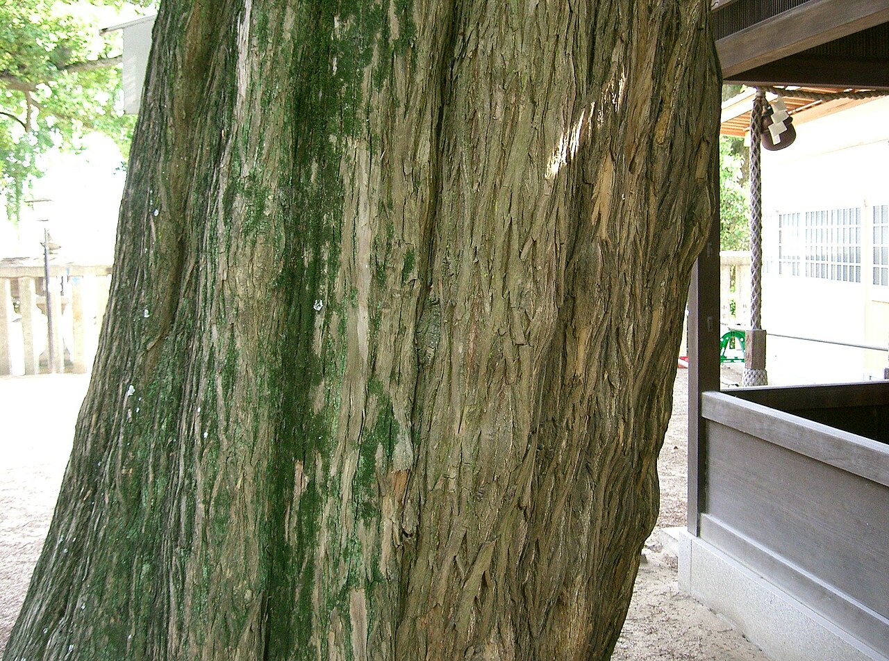 Torreya nucifera, Japanese nutmeg yew — upright evergreen (Taxaceae) (image 3 of 10)