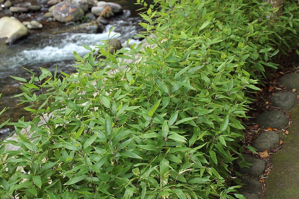 Shibataea kumasasa (Ruscus-leaved Bamboo) (alternate view 6)