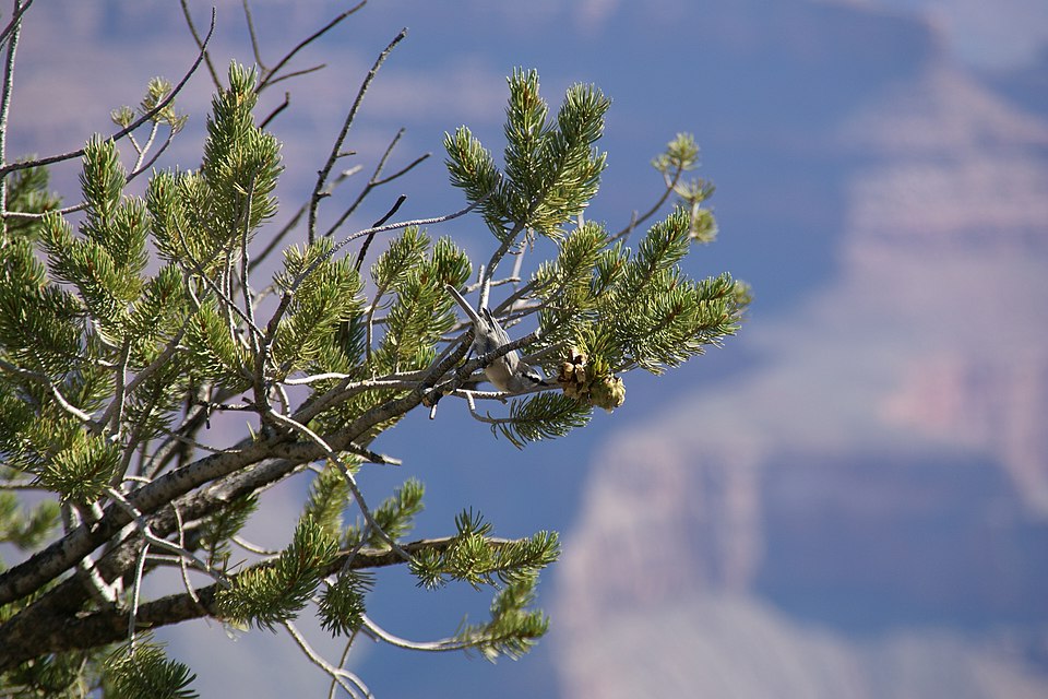 Pinus edulis (Colorado Pinyon) (alternate view 6)
