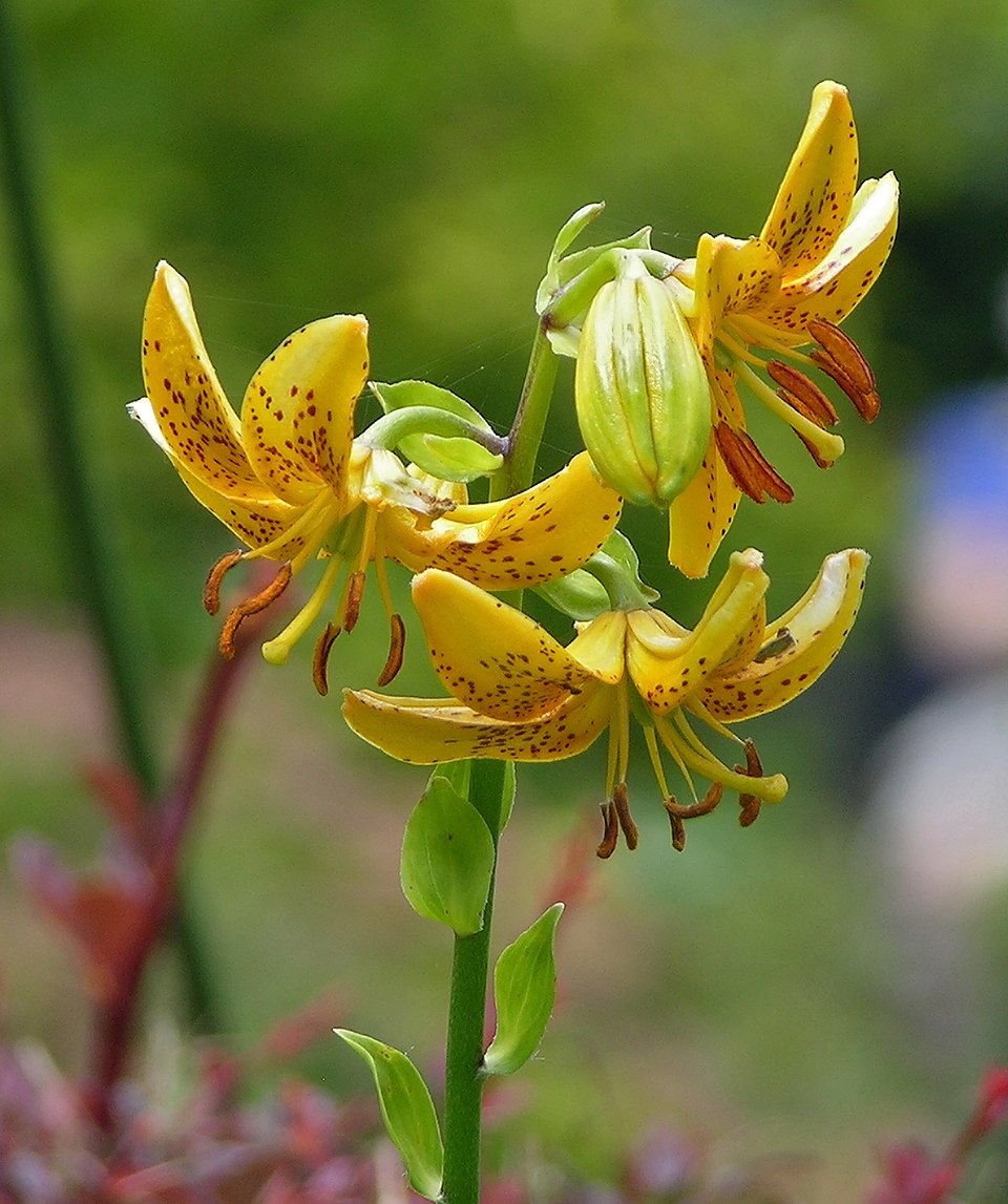 Lilium hansonii (alternate view 2)