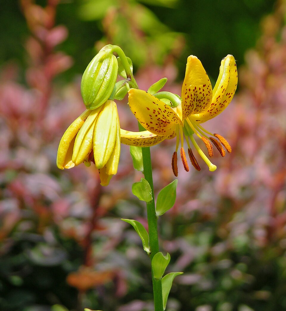 Lilium hansonii (alternate view 3)