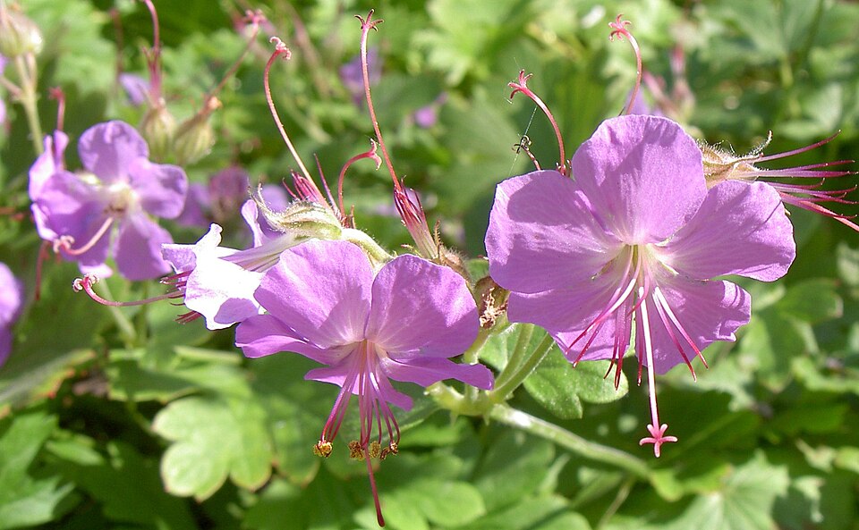 Geranium cantabrigiense (Cambridge Geranium) (alternate view 6)