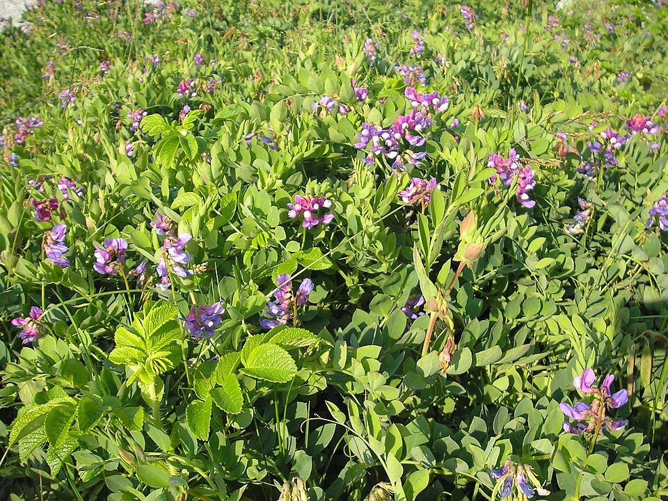 Lathyrus japonicus (seaside pea) (alternate view 2)