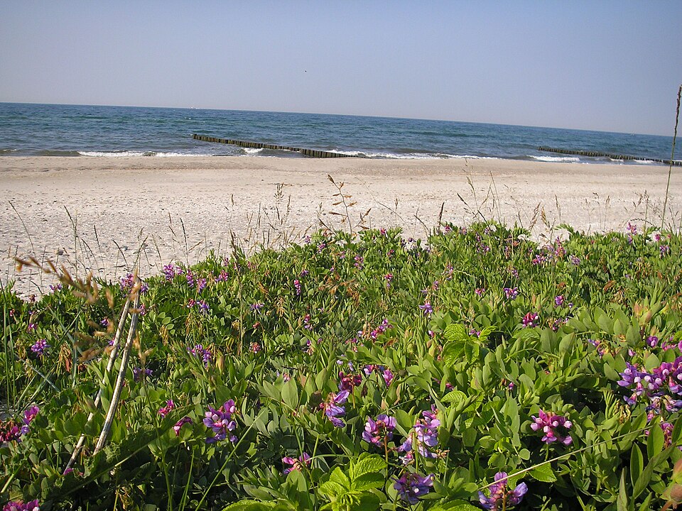 Lathyrus japonicus (seaside pea) (alternate view 3)