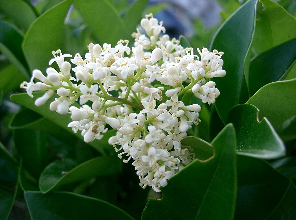 Ligustrum japonicum (Waxleaf Privet) (alternate view 14)